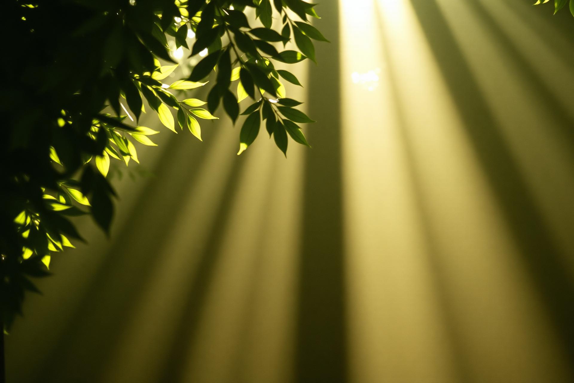 Luz del sol filtrándose entre hojas verdes
